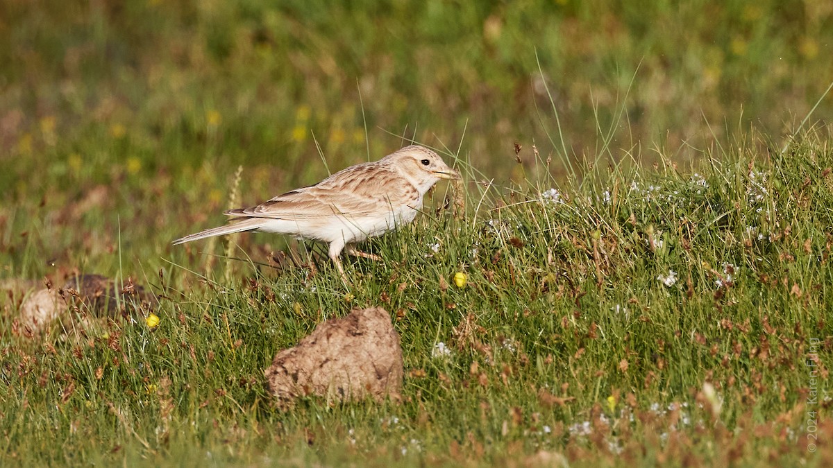 Asian Short-toed Lark - ML620606092