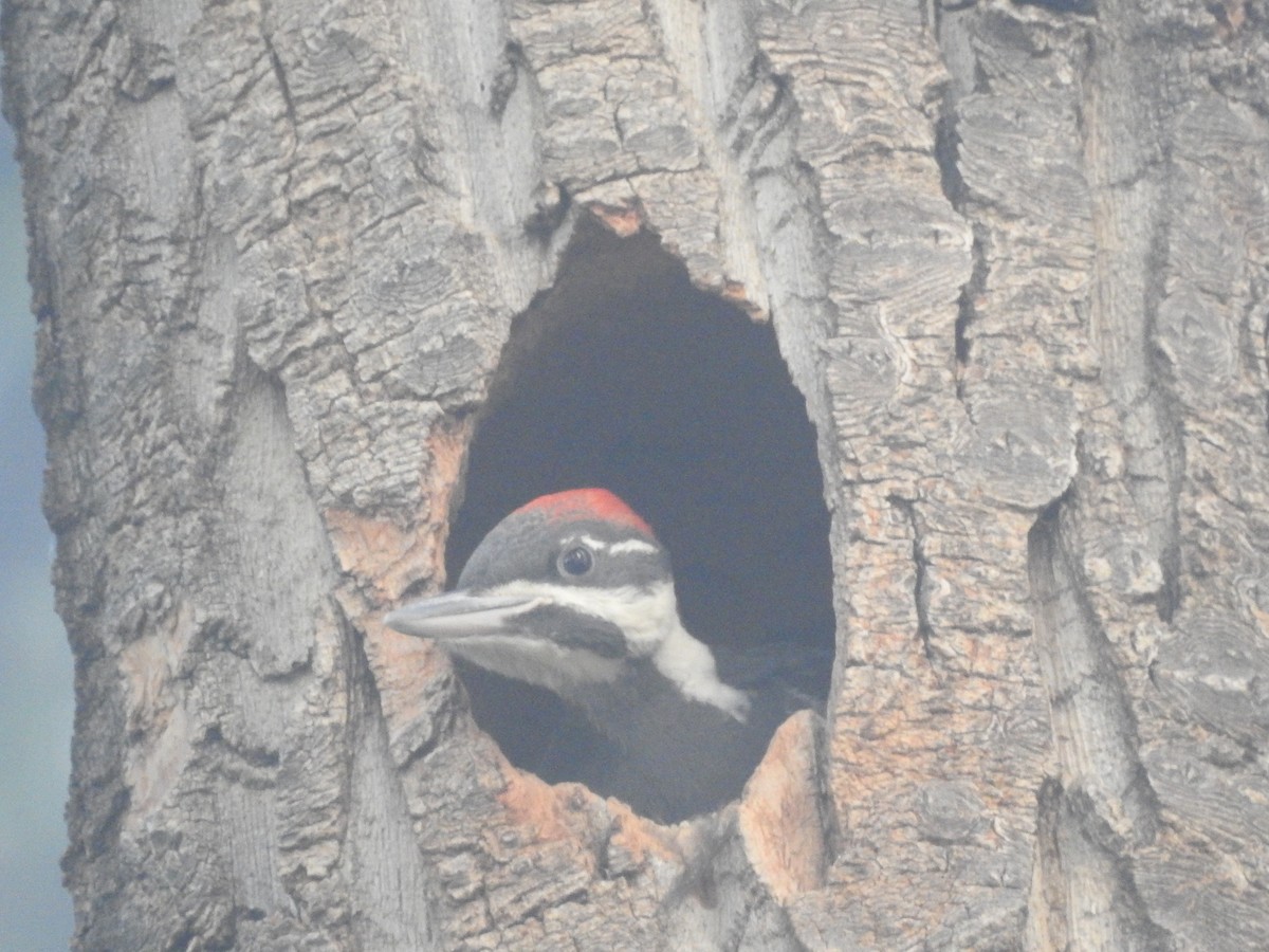 Pileated Woodpecker - ML620606094