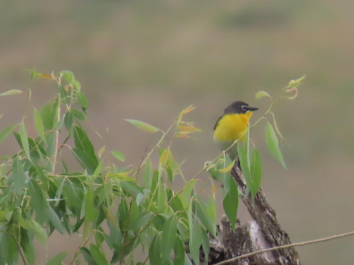 Yellow-breasted Chat - ML620606096