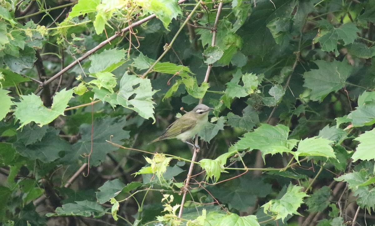 Red-eyed Vireo - ML620606098