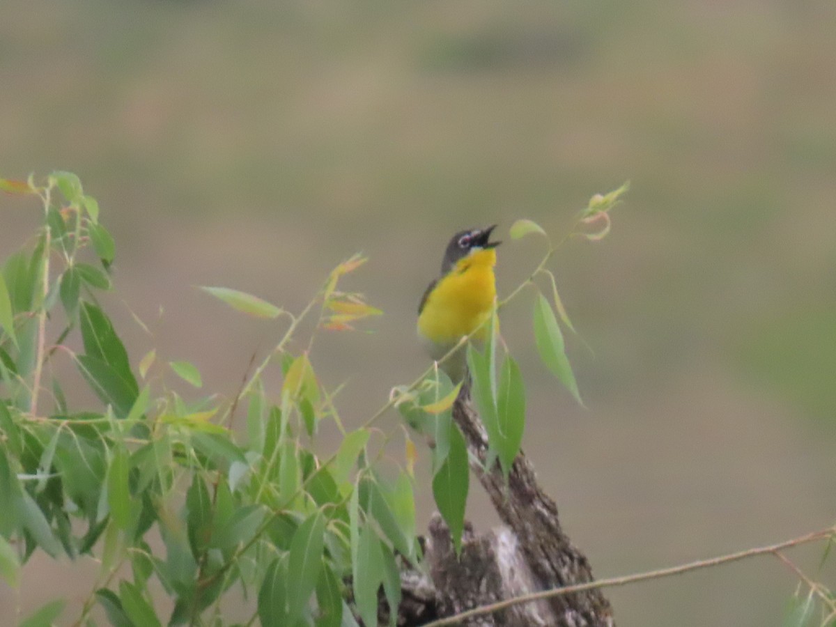 Yellow-breasted Chat - ML620606099