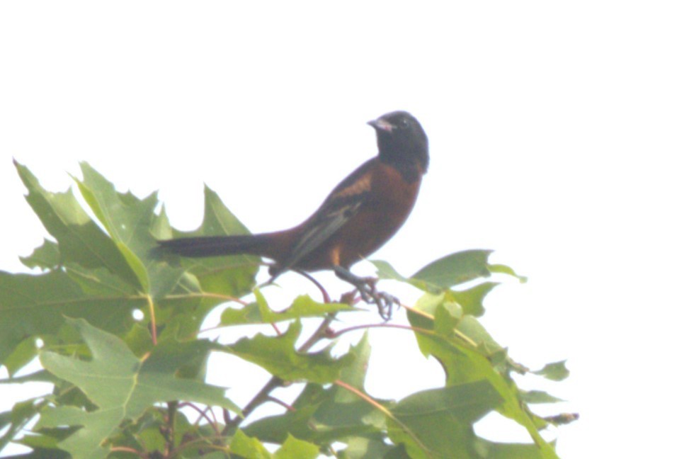 Orchard Oriole - ML620606100
