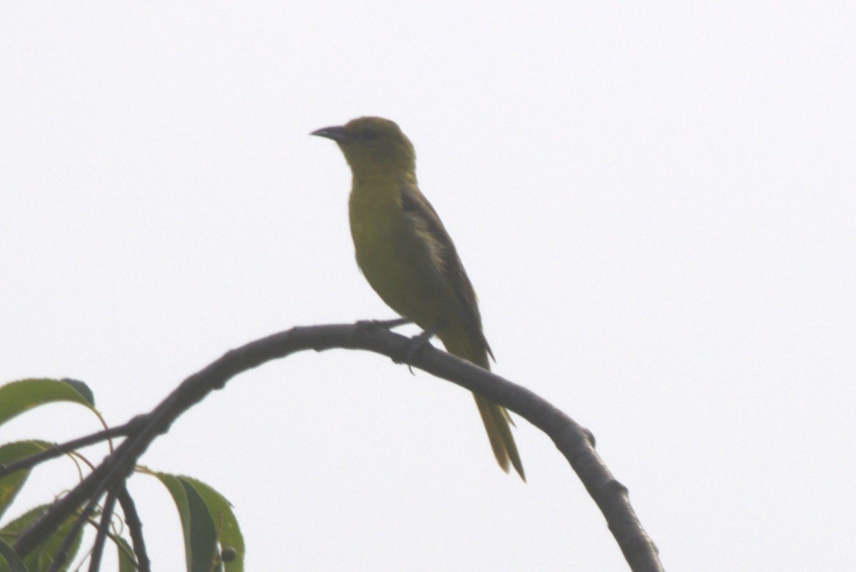 Orchard Oriole - ML620606101