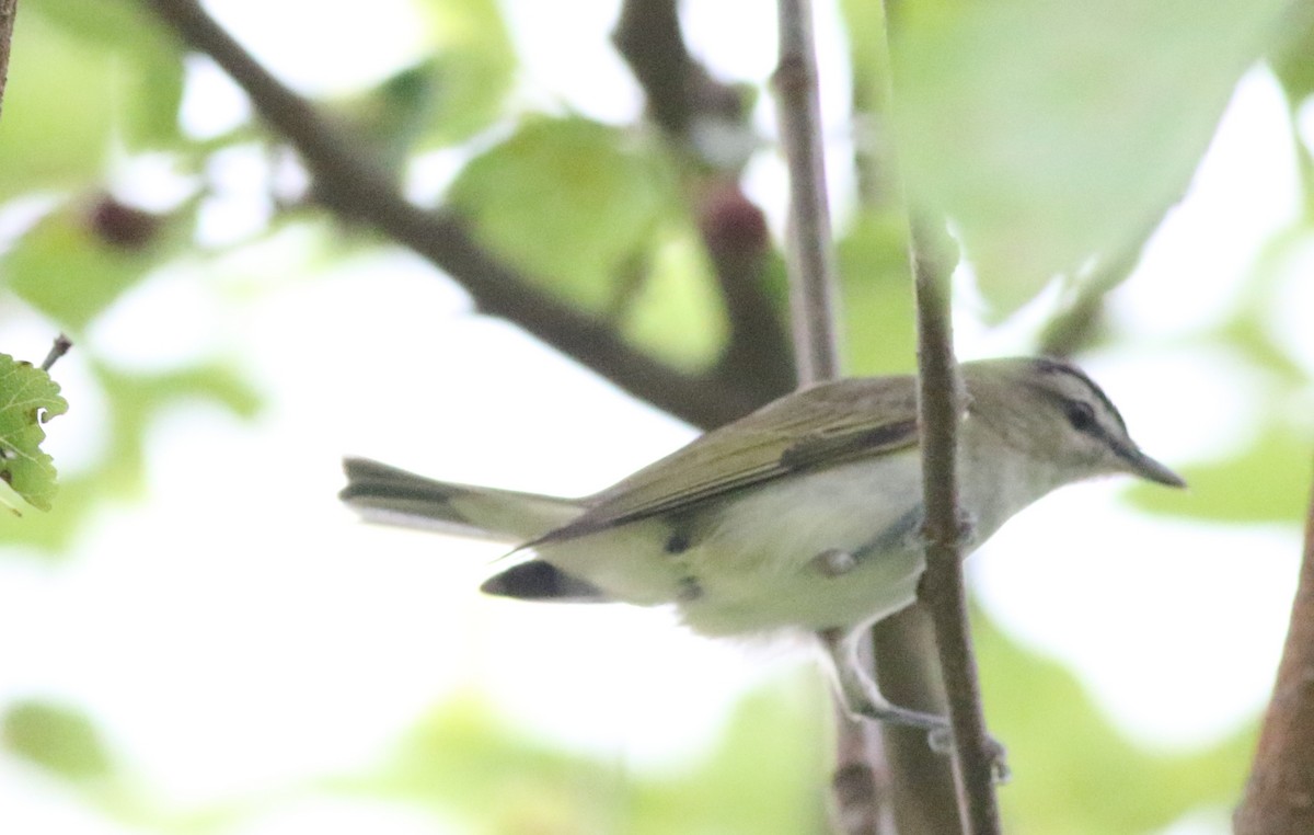 Red-eyed Vireo - Joe Gyekis