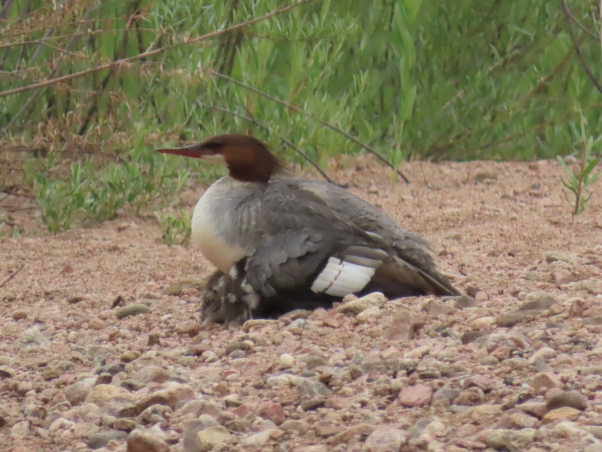 Common Merganser - ML620606106