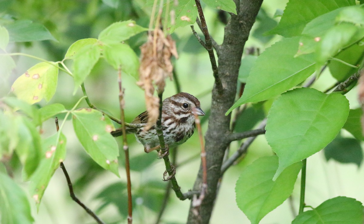 Song Sparrow - Joe Gyekis