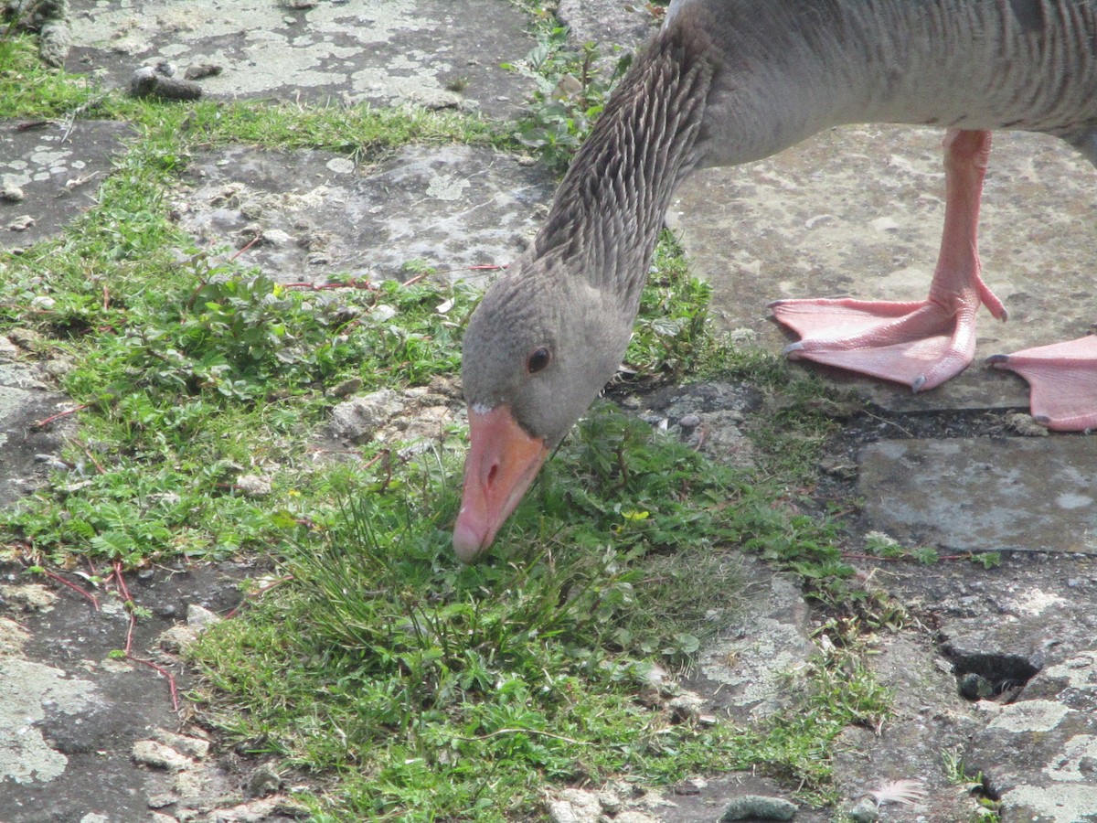 Graylag Goose - Anonymous