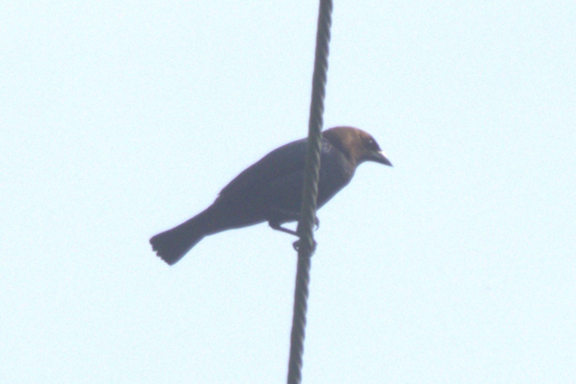 Brown-headed Cowbird - ML620606115