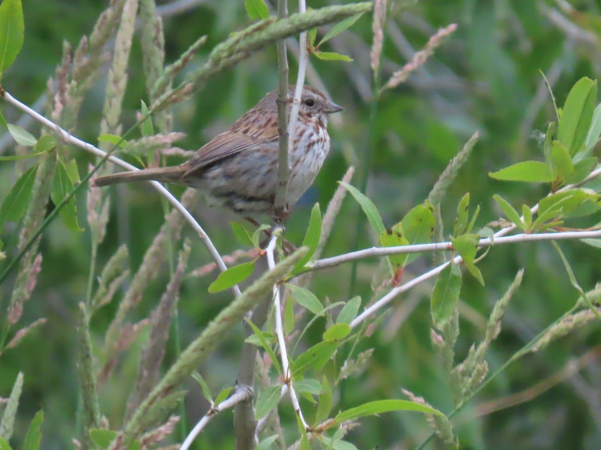 Song Sparrow - ML620606116