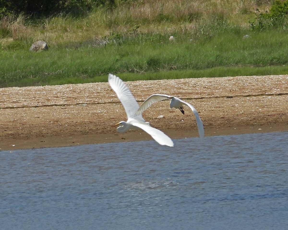 Great Egret - ML620606117