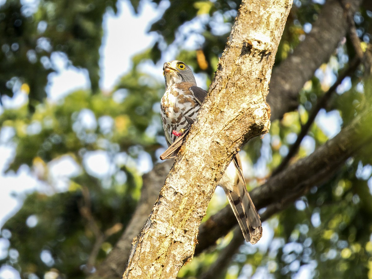 Crested Goshawk - ML620606119