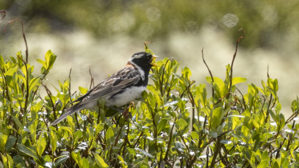 Lapland Longspur - Kjell Larsen