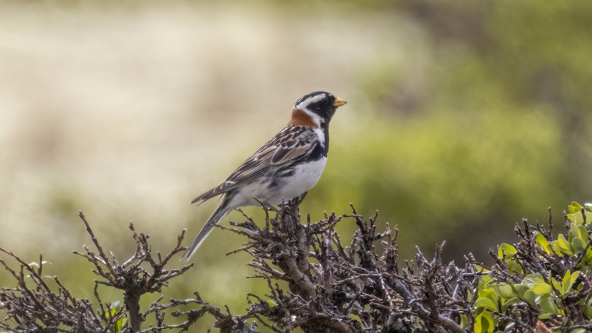 Lapland Longspur - Kjell Larsen