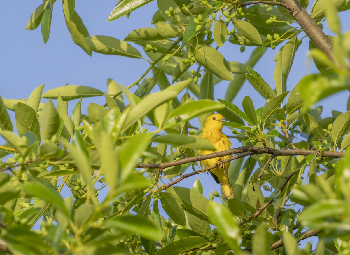 Yellow Warbler - ML620606142