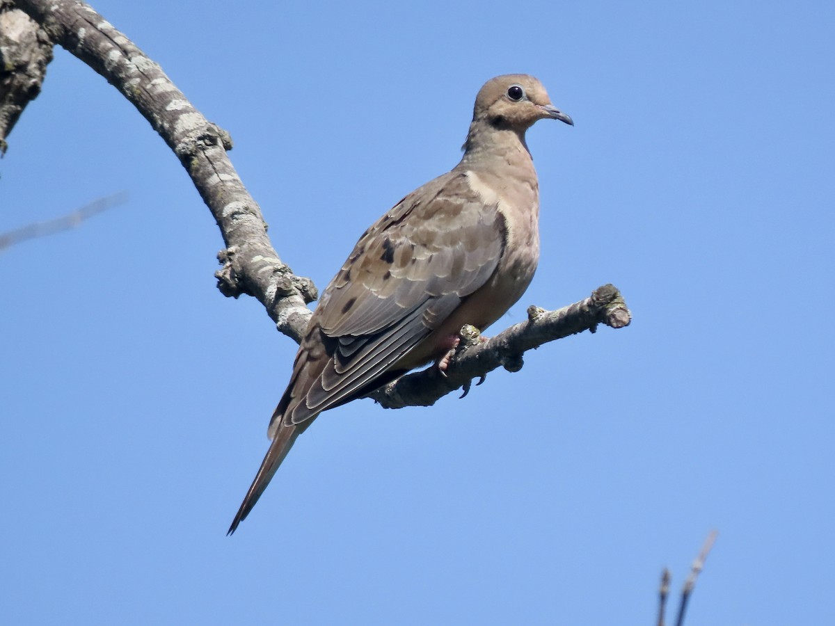 Mourning Dove - ML620606144