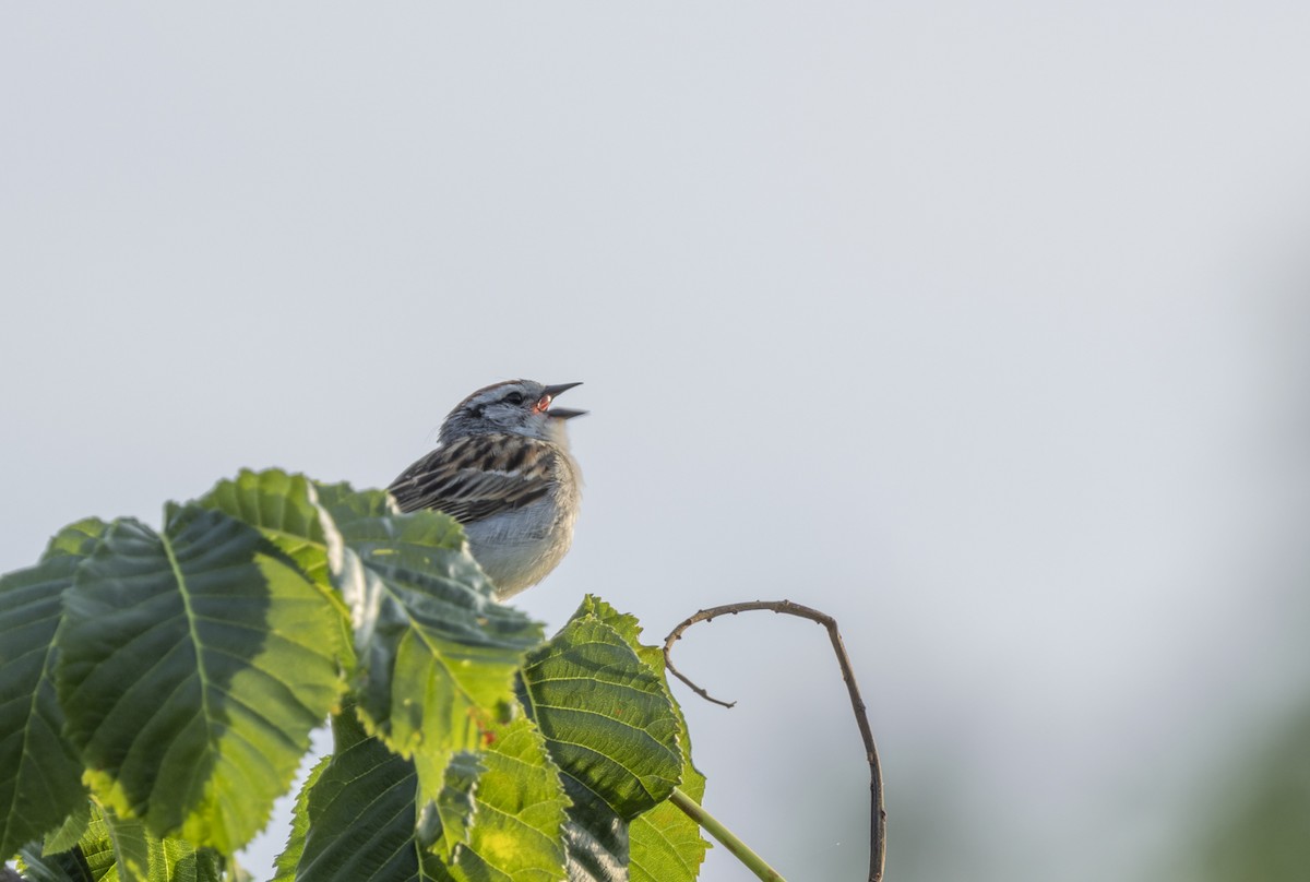 Chipping Sparrow - ML620606147