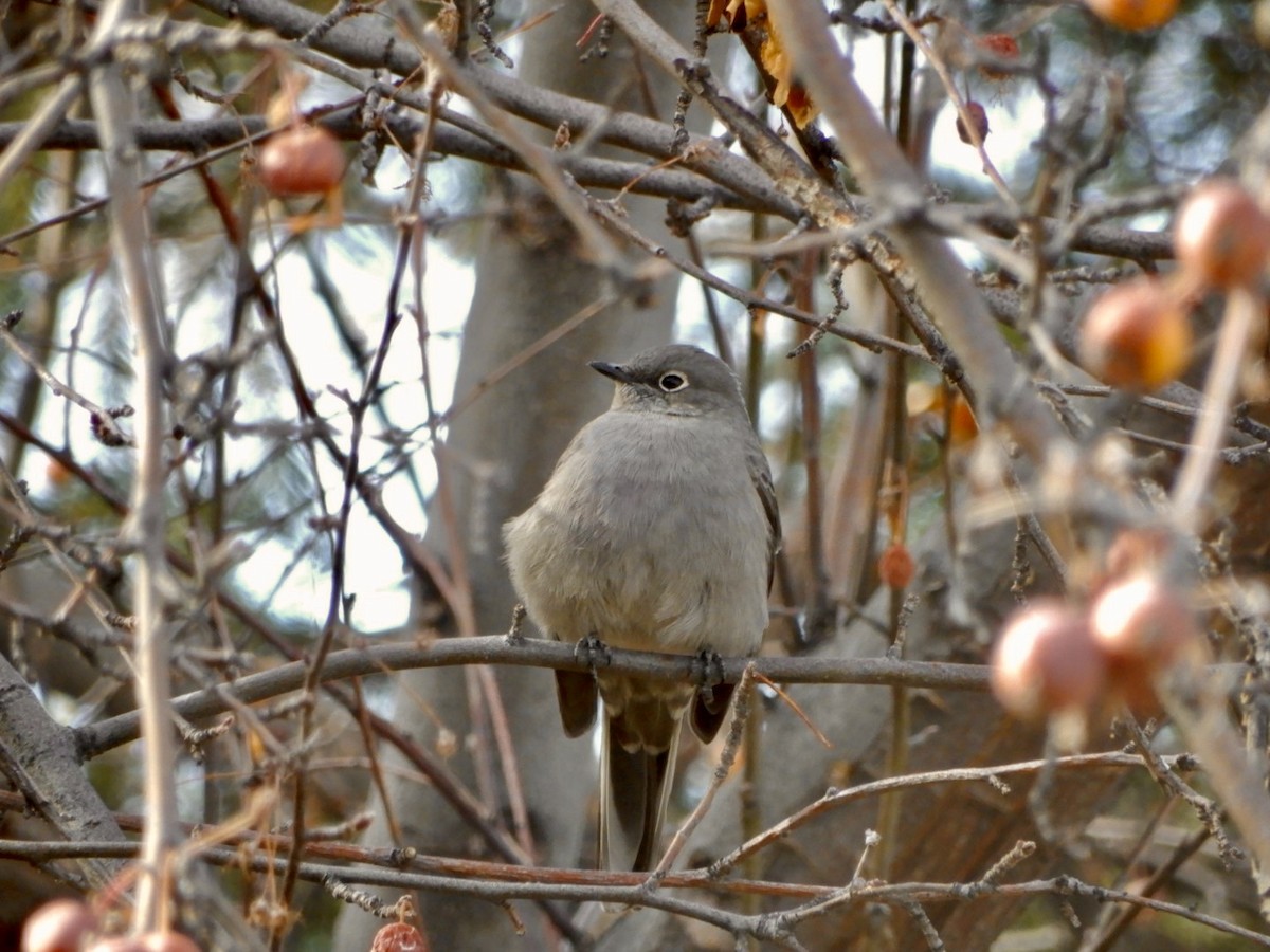 Townsend's Solitaire - ML620606150