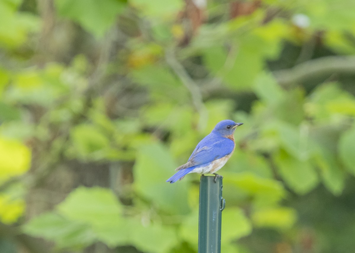 Eastern Bluebird - ML620606151