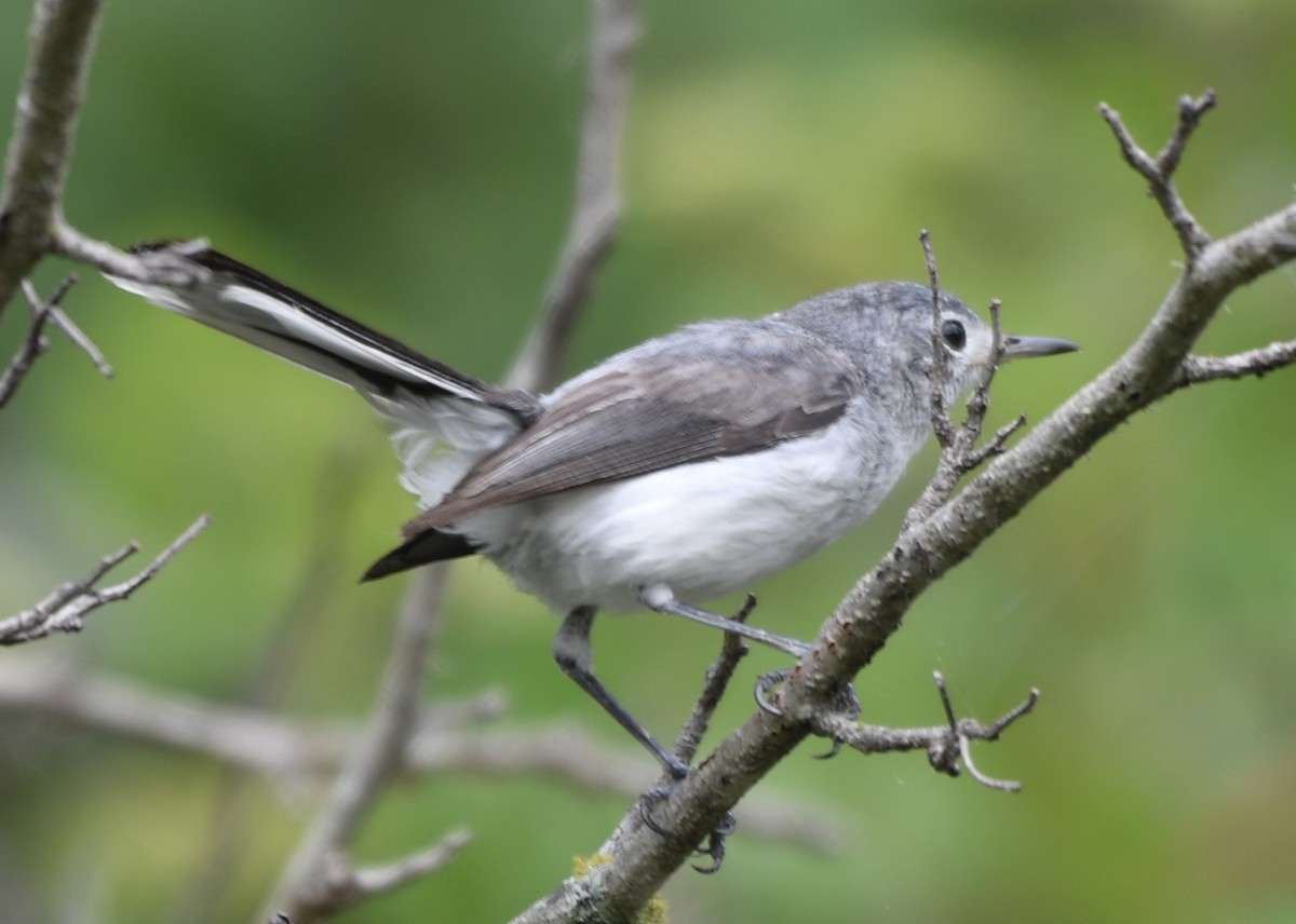 Blue-gray Gnatcatcher - Cyndy Hardaker