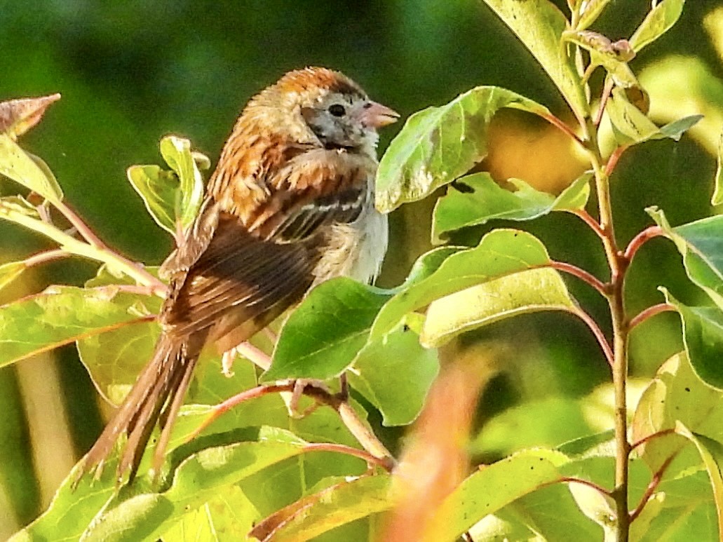 Field Sparrow - ML620606163