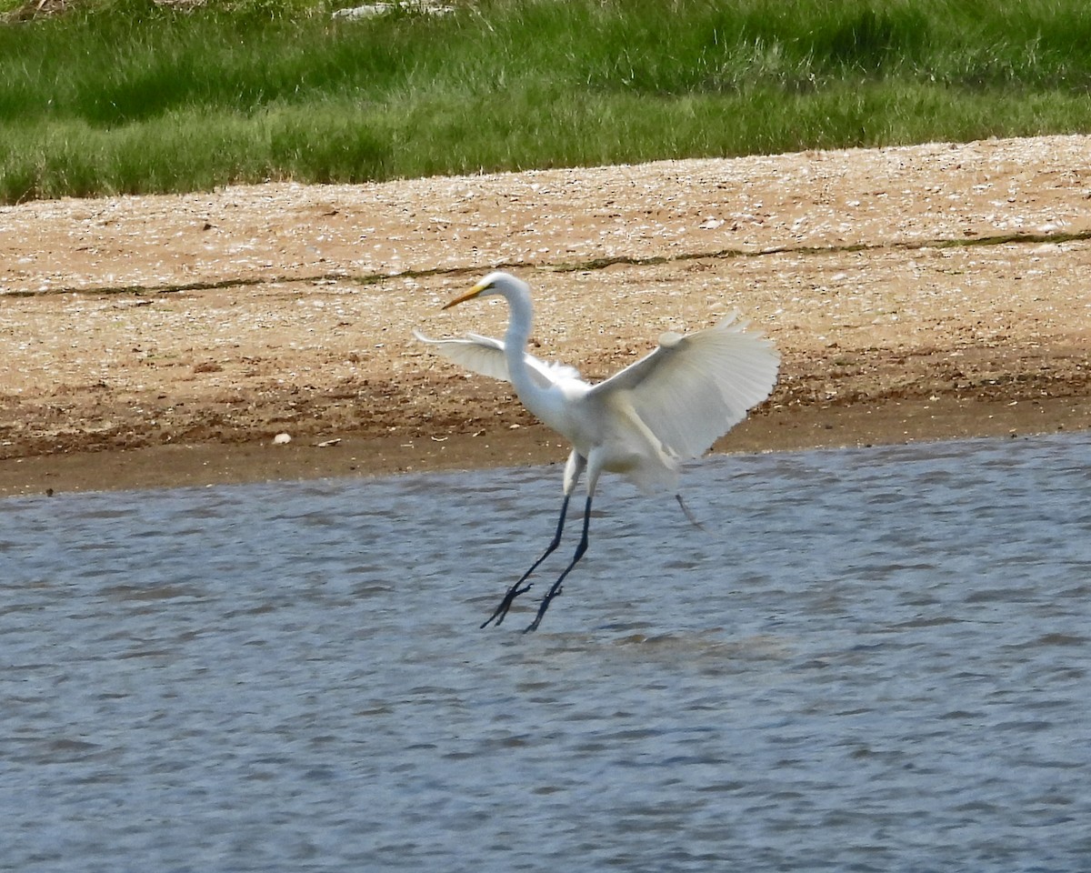 Great Egret - ML620606169