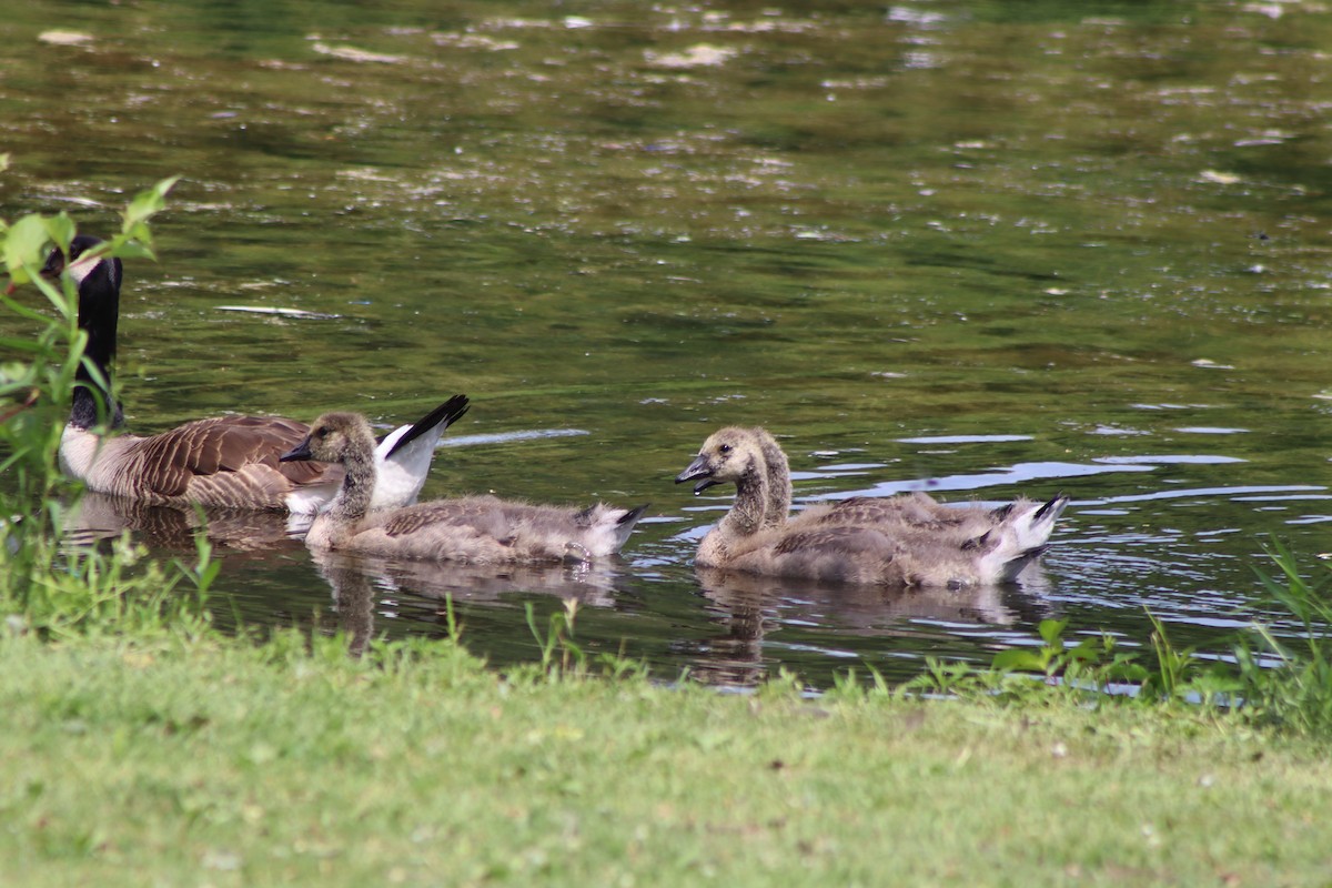 Canada Goose - ML620606172