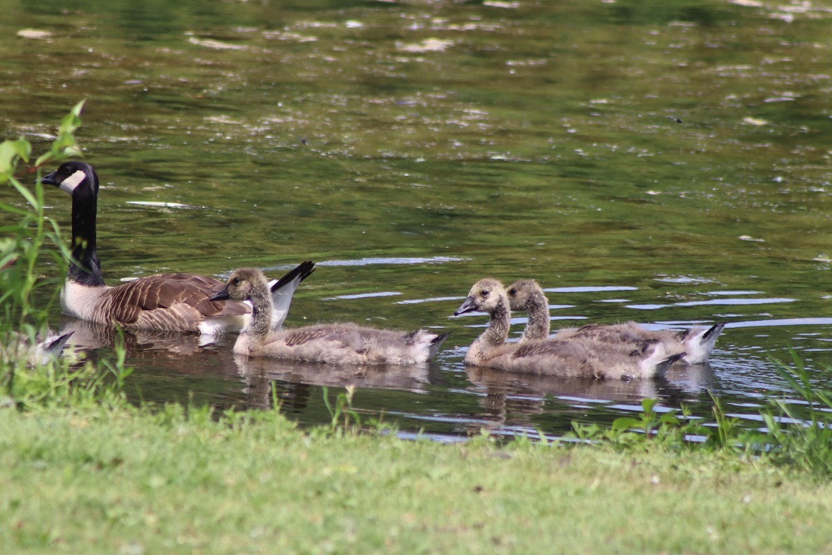 Canada Goose - Cory Ruchlin