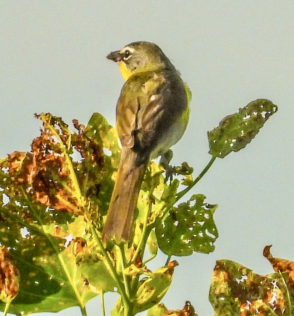 Yellow-breasted Chat - ML620606175