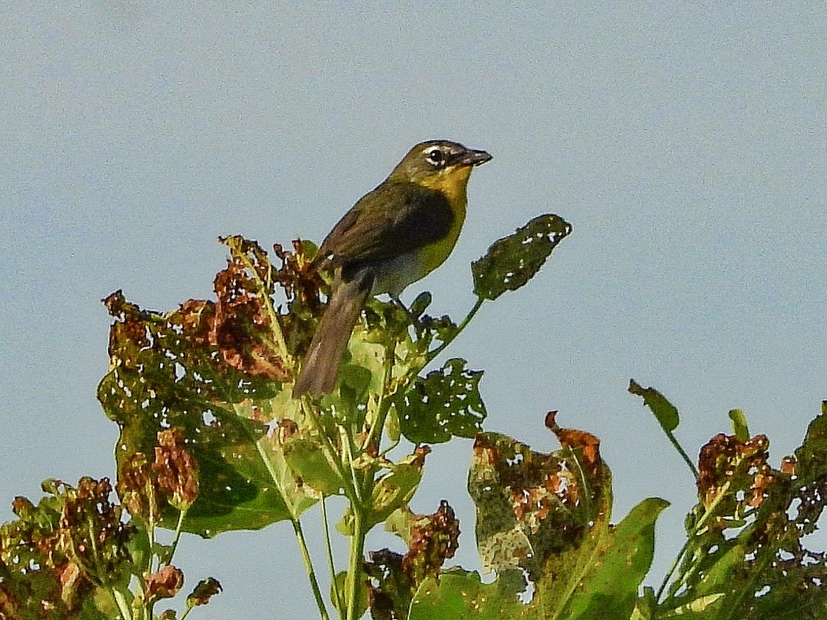 Yellow-breasted Chat - ML620606176