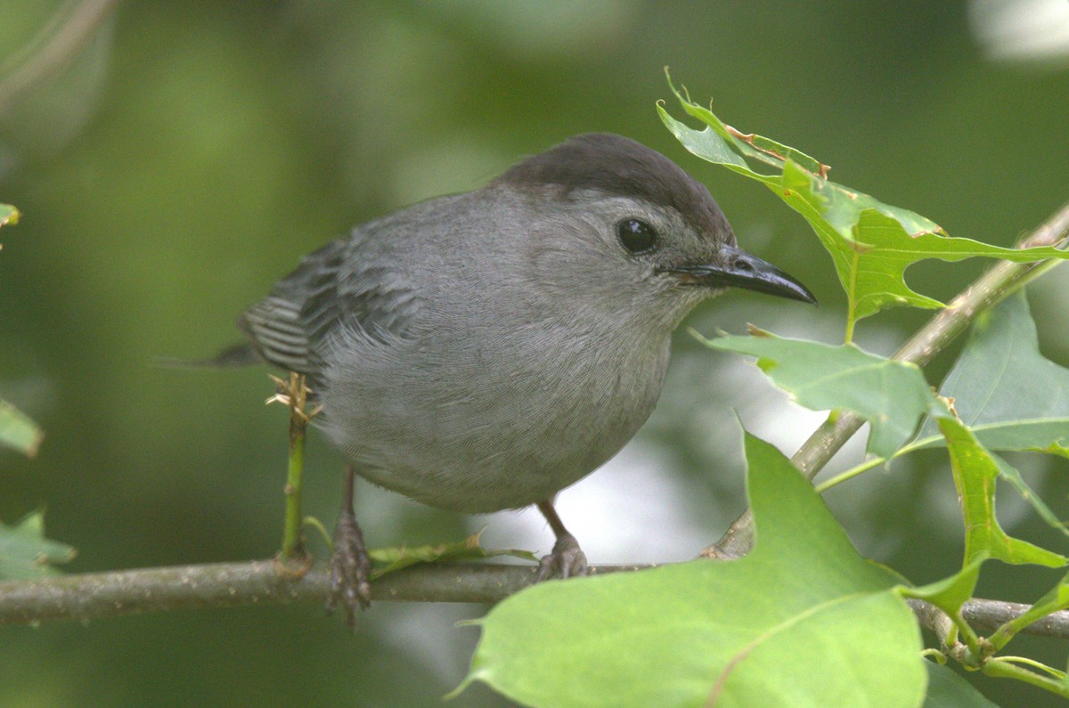 Gray Catbird - ML620606178