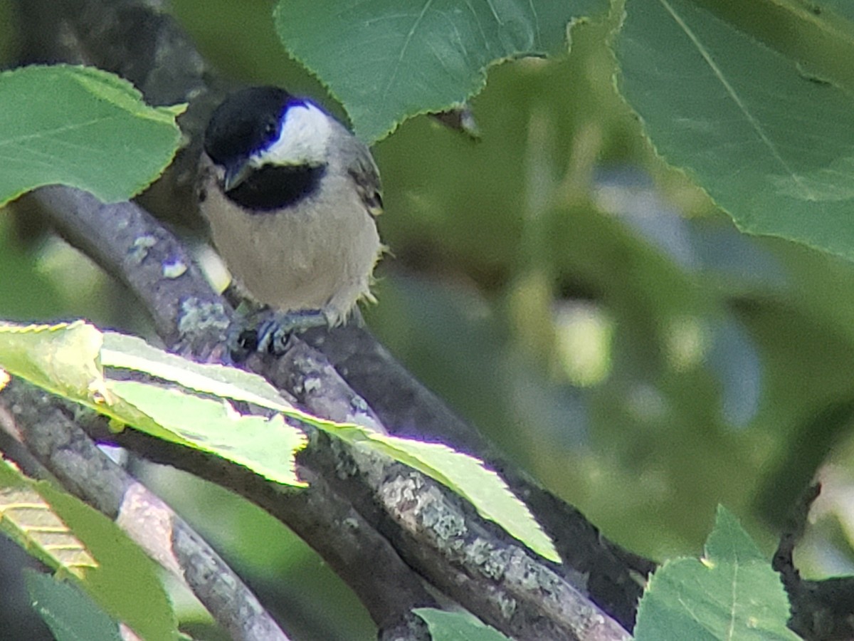 Carolina Chickadee - ML620606179