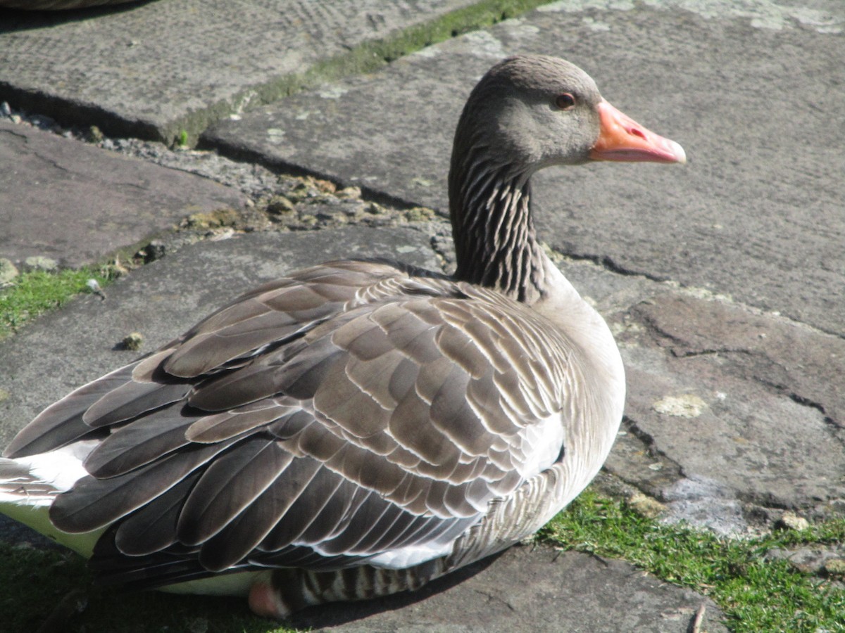 Graylag Goose - ML620606183