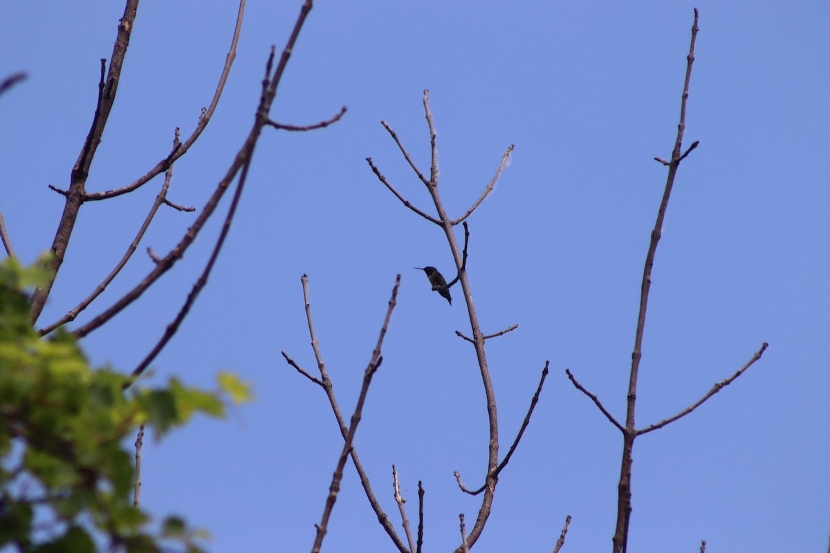 Ruby-throated Hummingbird - ML620606185