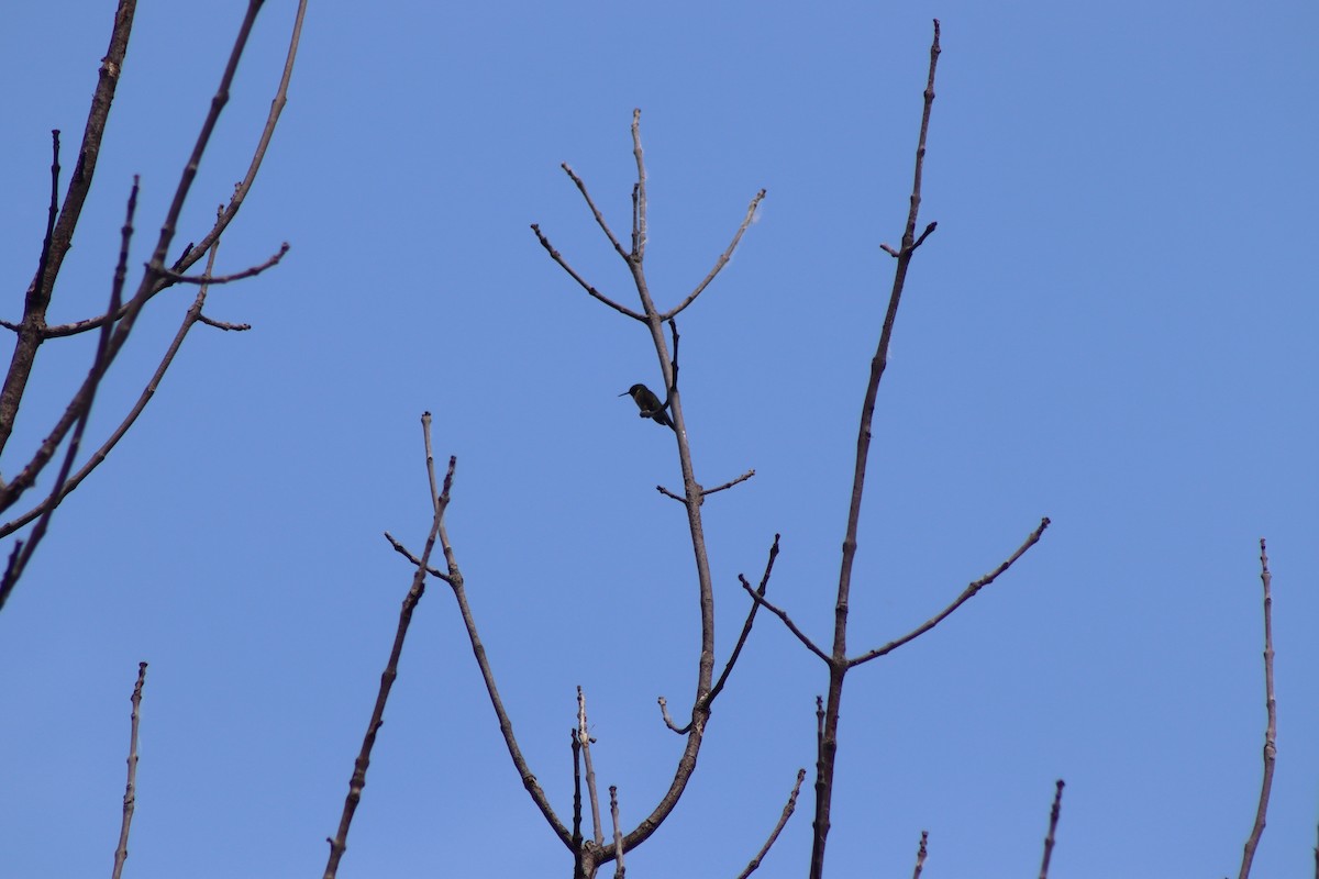 Ruby-throated Hummingbird - Cory Ruchlin