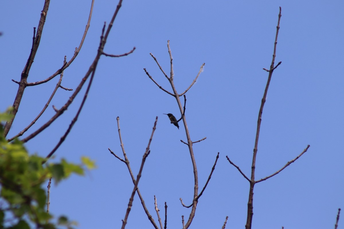 Ruby-throated Hummingbird - ML620606187