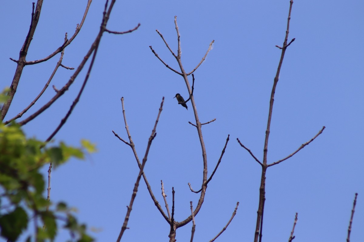 Ruby-throated Hummingbird - ML620606188