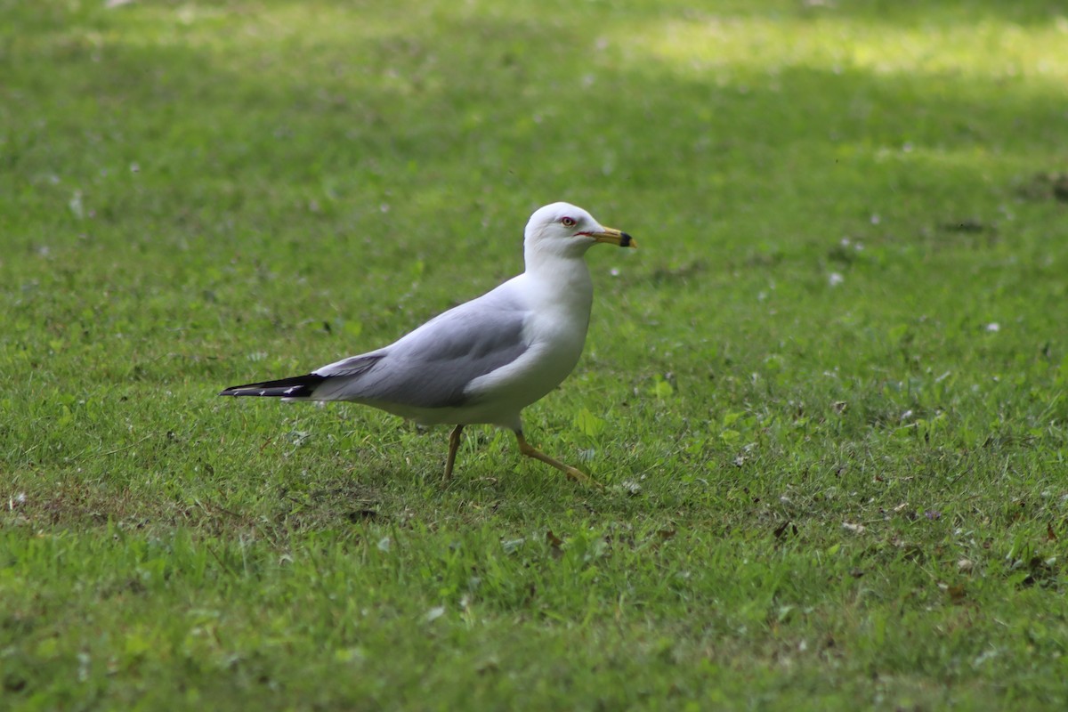 Ring-billed Gull - ML620606190