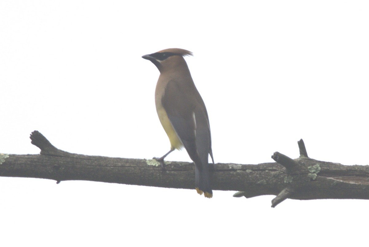 Cedar Waxwing - ML620606191