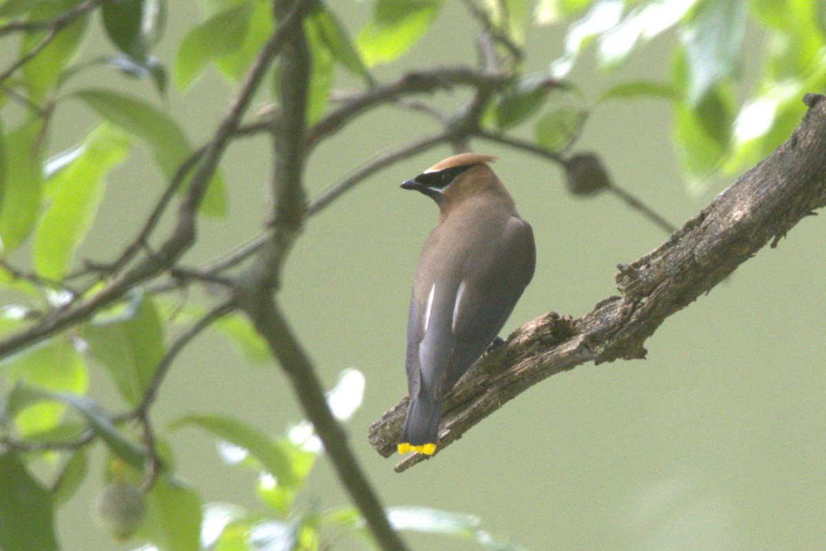 Cedar Waxwing - ML620606192