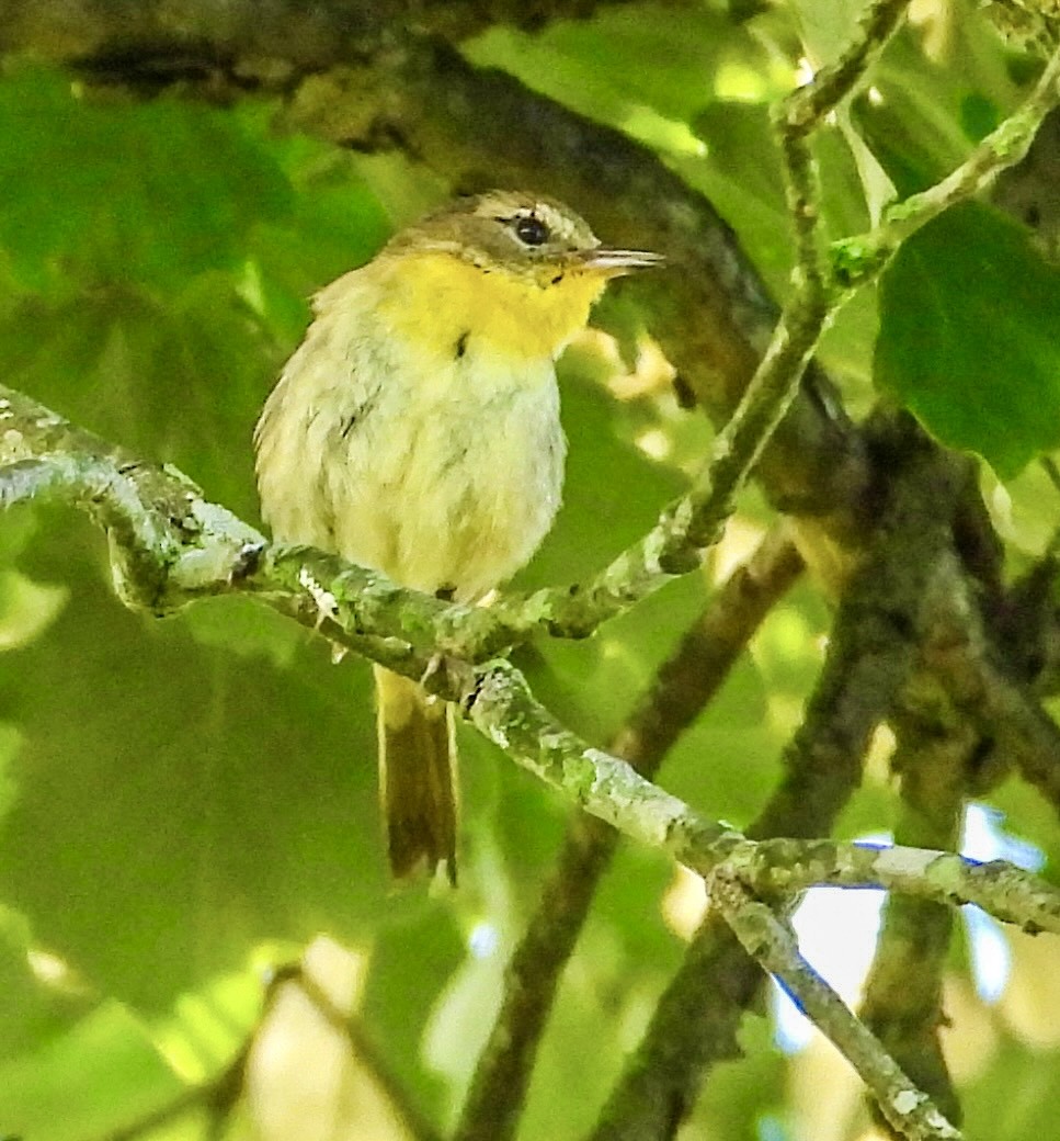 Common Yellowthroat - Vicki Chatel  (*v*)