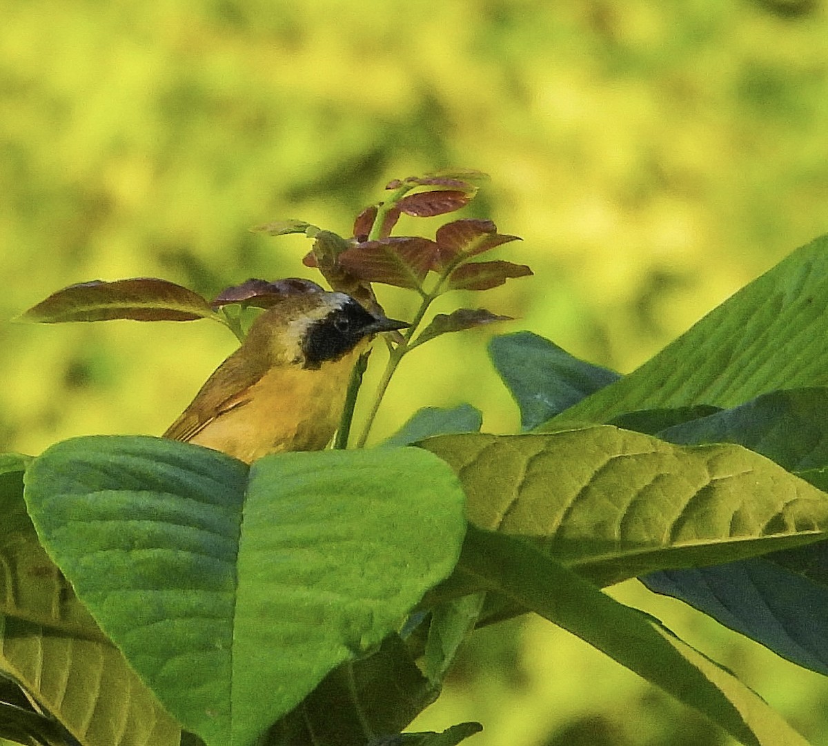 Common Yellowthroat - ML620606197