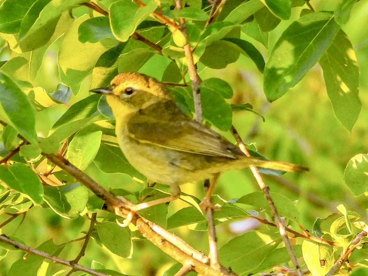 Common Yellowthroat - ML620606198