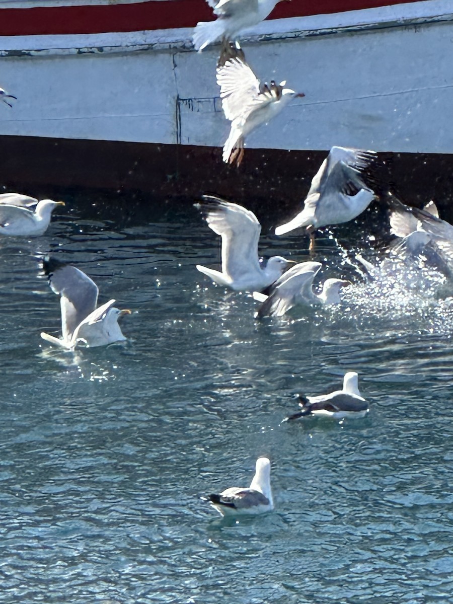 Yellow-legged Gull - ML620606200