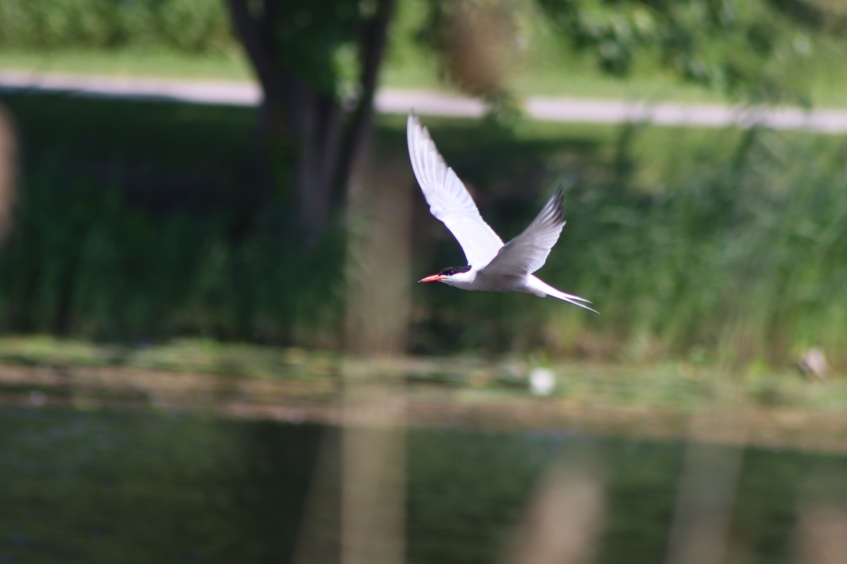 Common Tern - ML620606202