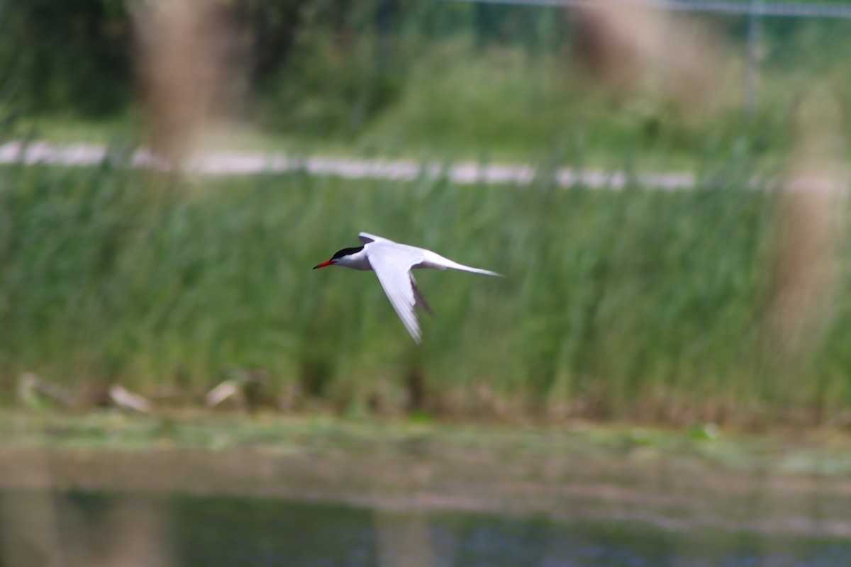 Common Tern - ML620606203