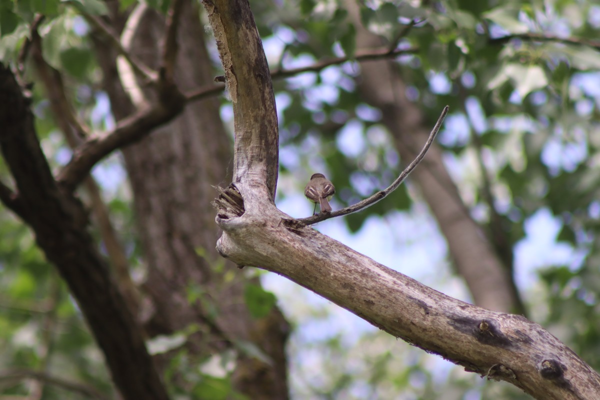 Eastern Phoebe - ML620606208