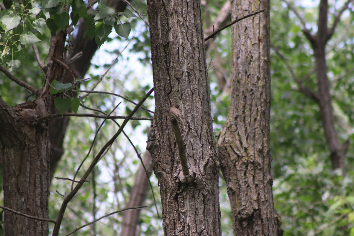 Eastern Phoebe - ML620606209