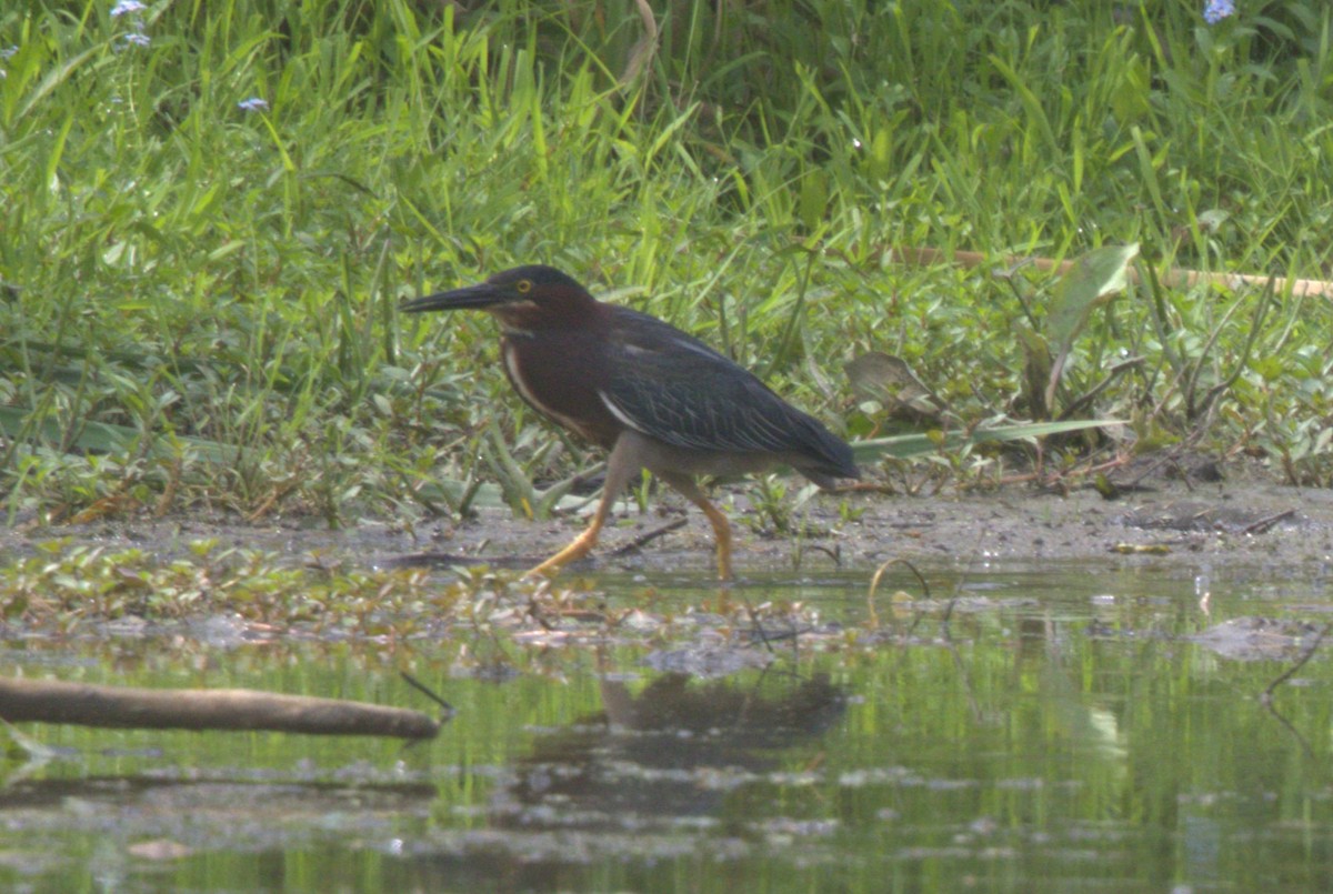 Green Heron - ML620606216