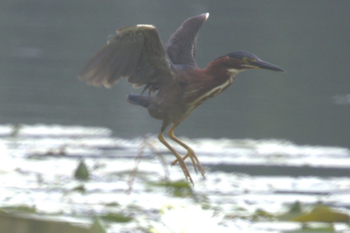 Green Heron - ML620606219