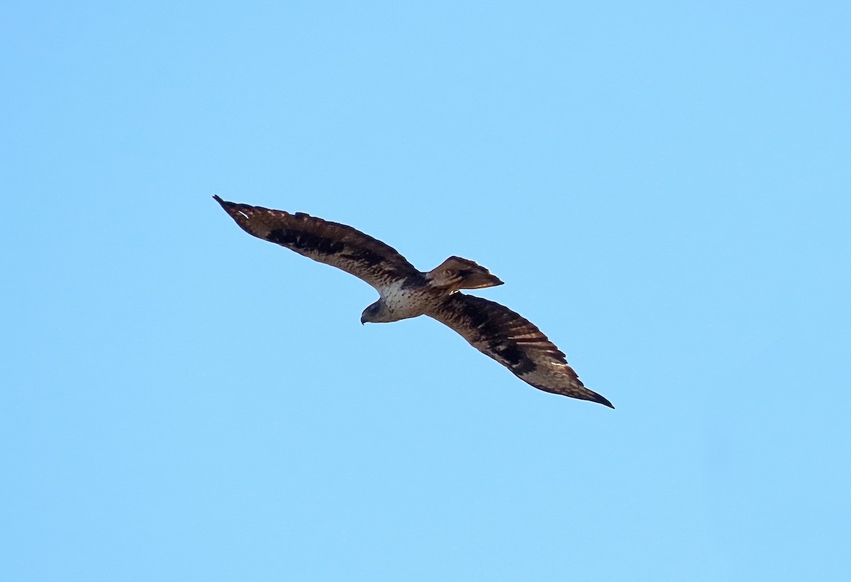 Águila Perdicera - ML620606221